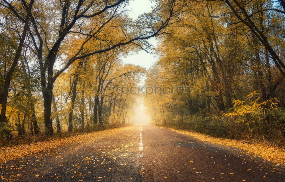 Similar – Landscape of a highway road in the foggy autumn morning