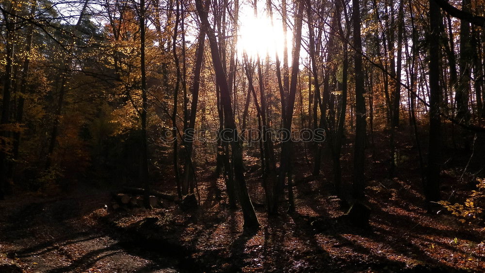 Similar – Image, Stock Photo Morning sun shines through the trees