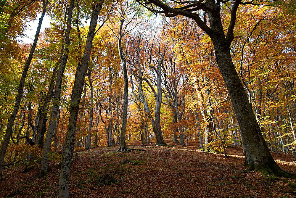 Similar – Herbstlicher Wald Baum