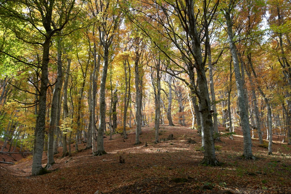 Similar – ghost forest Landscape