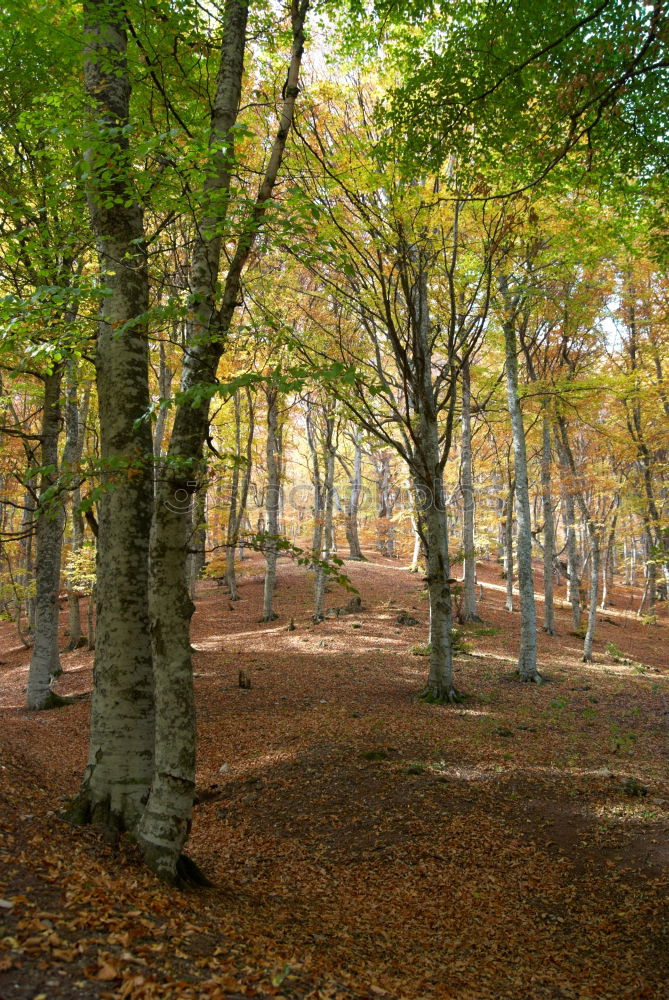 Similar – Ghost forest Nienhagen in autumn