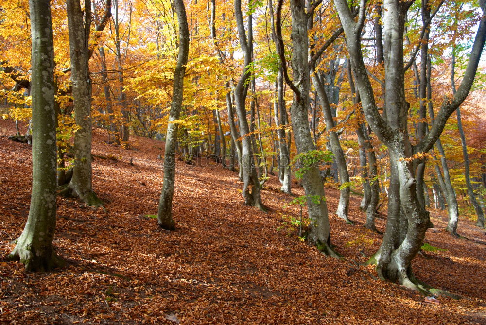 Similar – Ghost forest Nienhagen in autumn