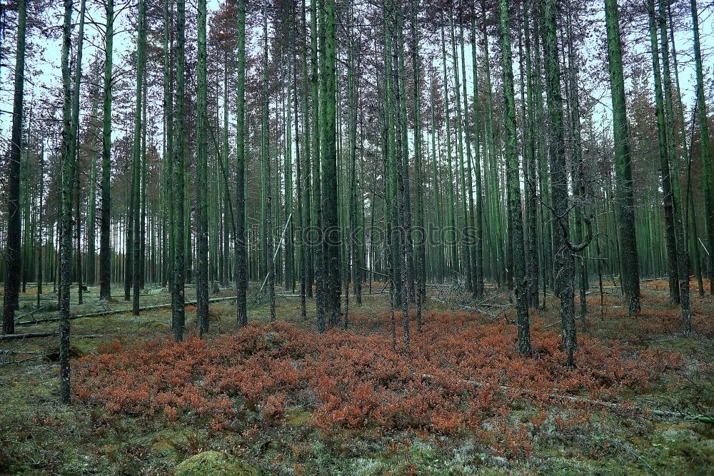 Similar – Image, Stock Photo buy a piece of forest?