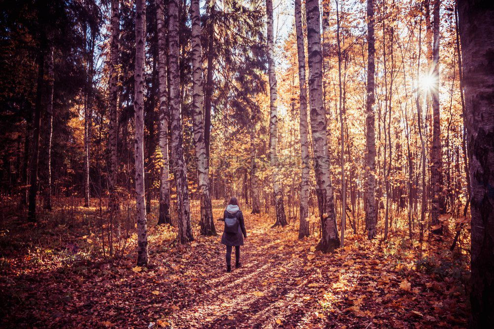 Similar – Image, Stock Photo Man in forest looking into backpack