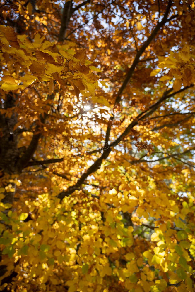 Similar – red october Autumn Leaf