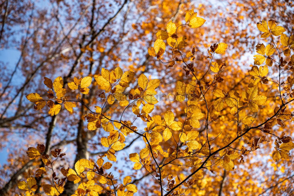 Similar – Birke im Frühling | Goldregen