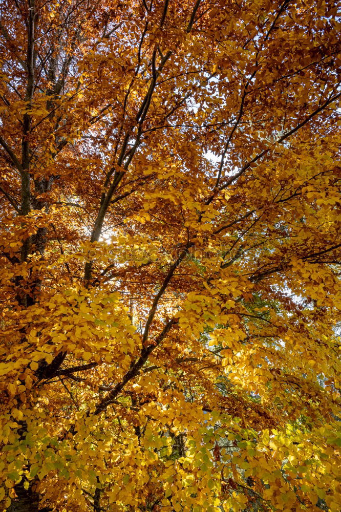 Laubbaum Herbst Baum