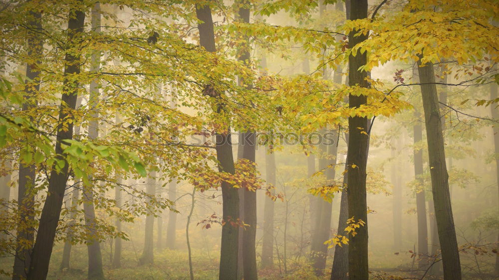 Similar – trees in the fog Fog Light