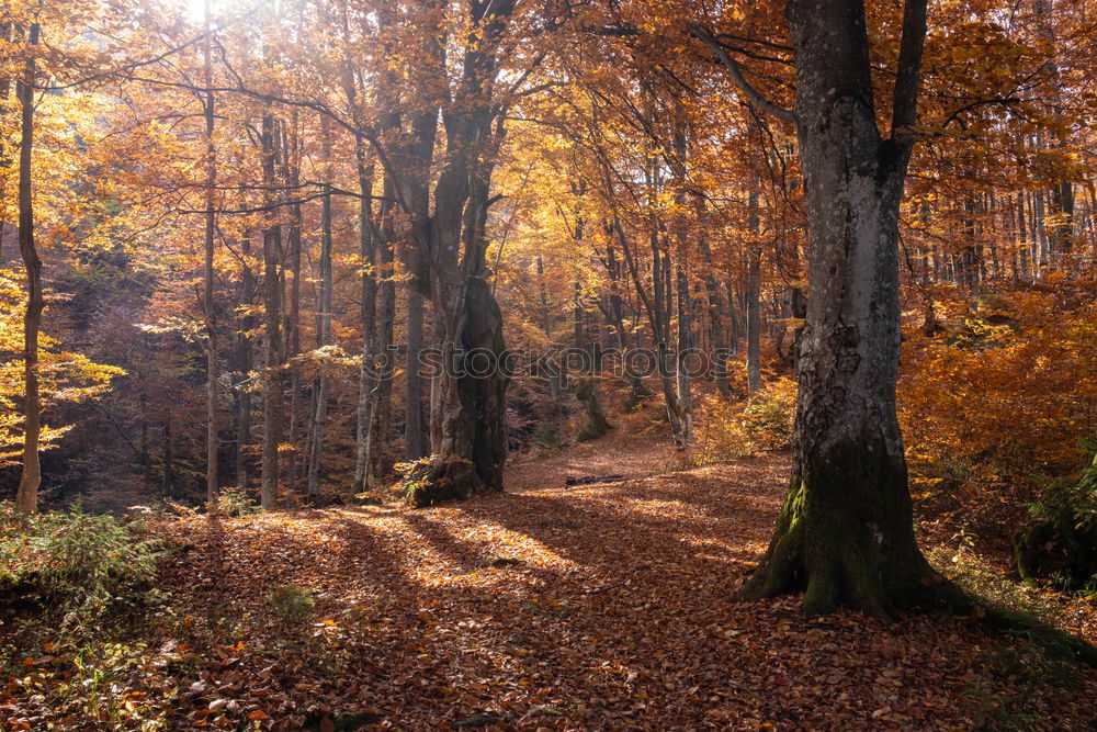 Similar – Golden Autumn Environment