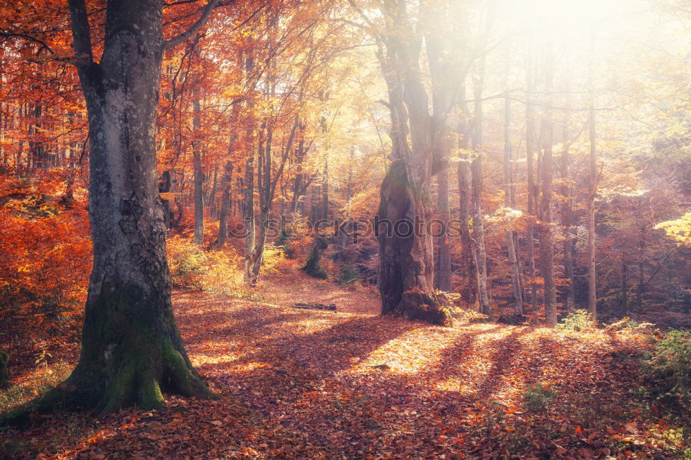 Image, Stock Photo red october Environment