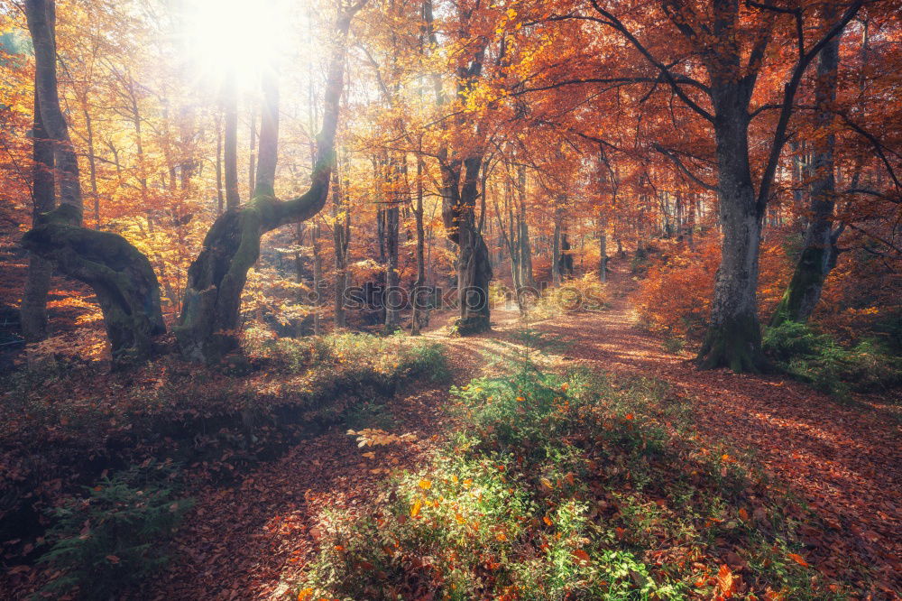 Similar – an autumn gate in the October forest