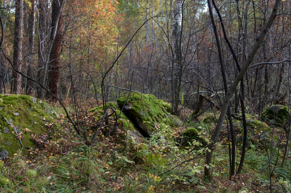 Similar – forest bench Well-being