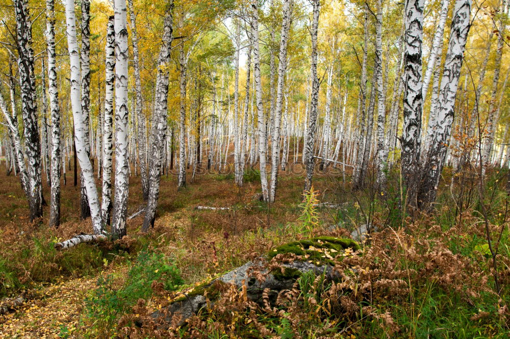 Similar – Image, Stock Photo Aspen in Fall Beautiful