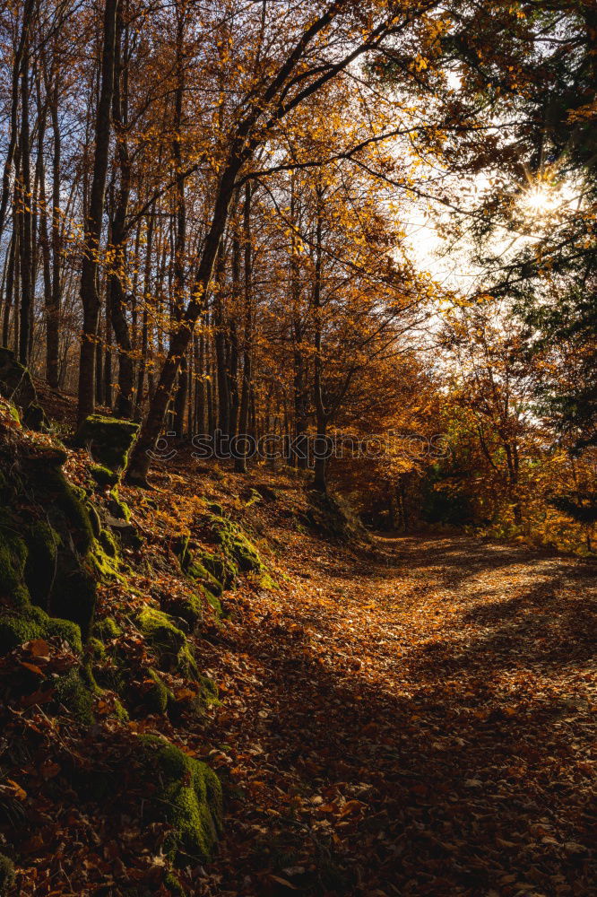 Similar – Image, Stock Photo Golden mood. Environment