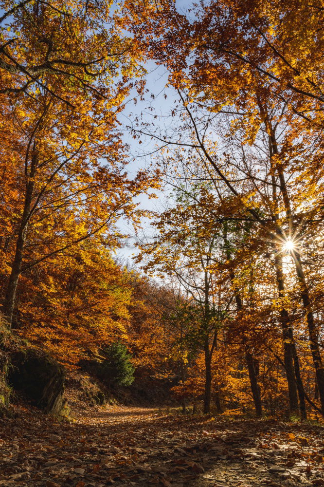 Similar – Image, Stock Photo autumn outlook