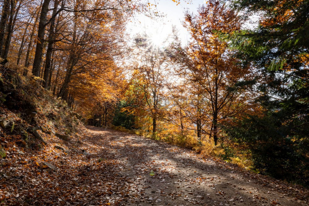 Similar – Image, Stock Photo forest path Well-being