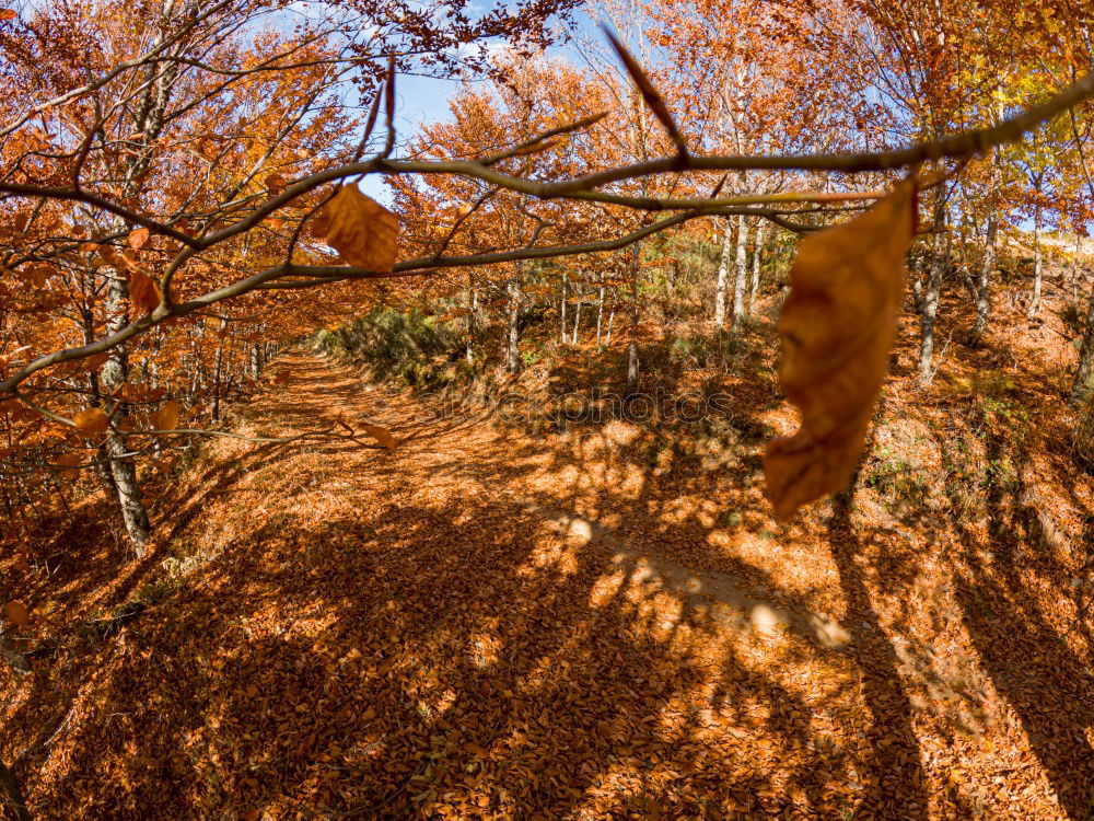 Similar – Der Schatten des Mountain-Bikers