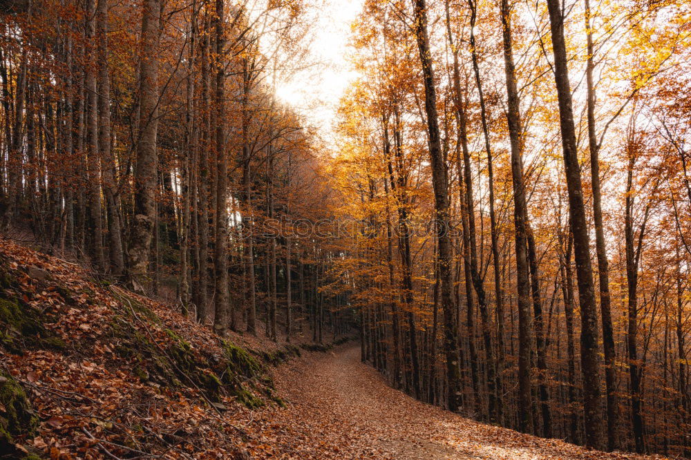 autumn foliage Life