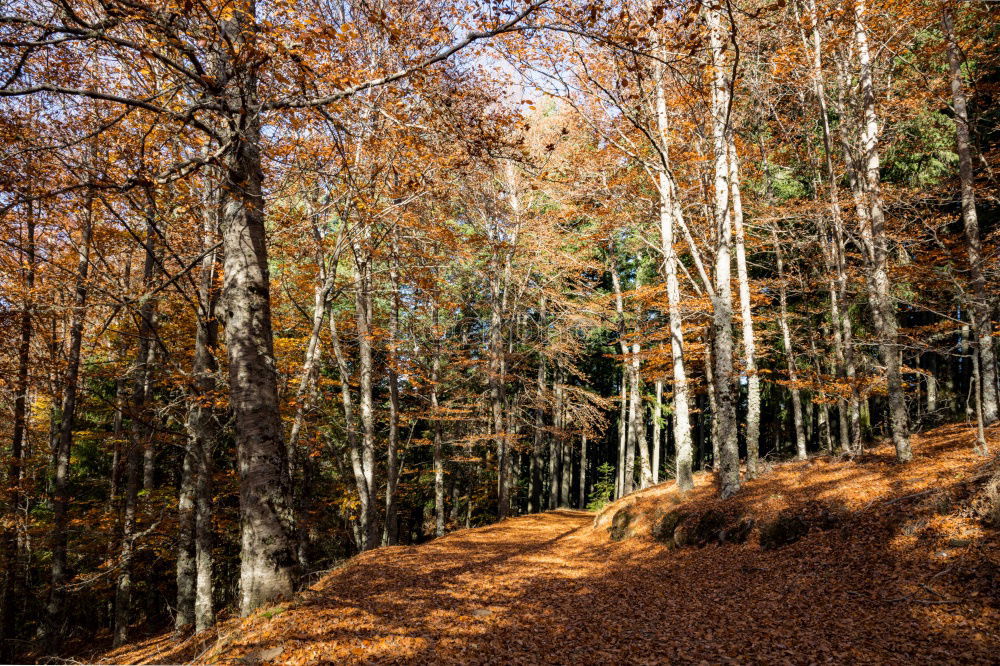 Similar – Image, Stock Photo forest path Well-being