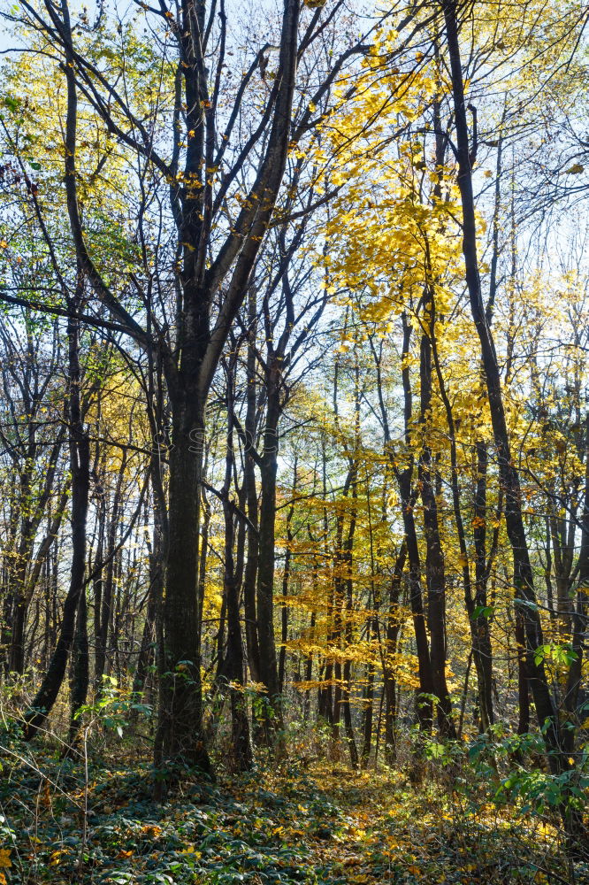 Similar – Herbsttag Pfütze