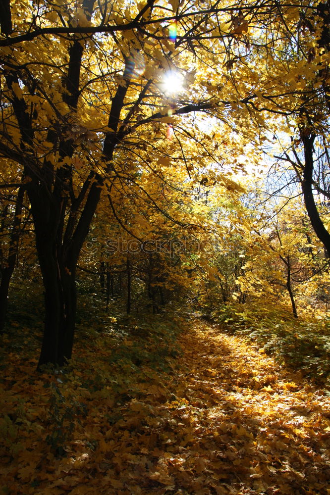 Similar – Foto Bild Unbekanntes Lichtphänomen vor heimischem Herbstwald