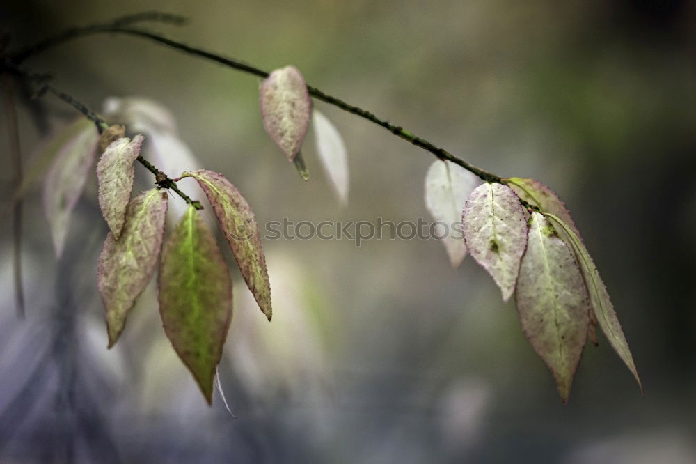 Similar – Image, Stock Photo autumn Autumn Leaf Nature