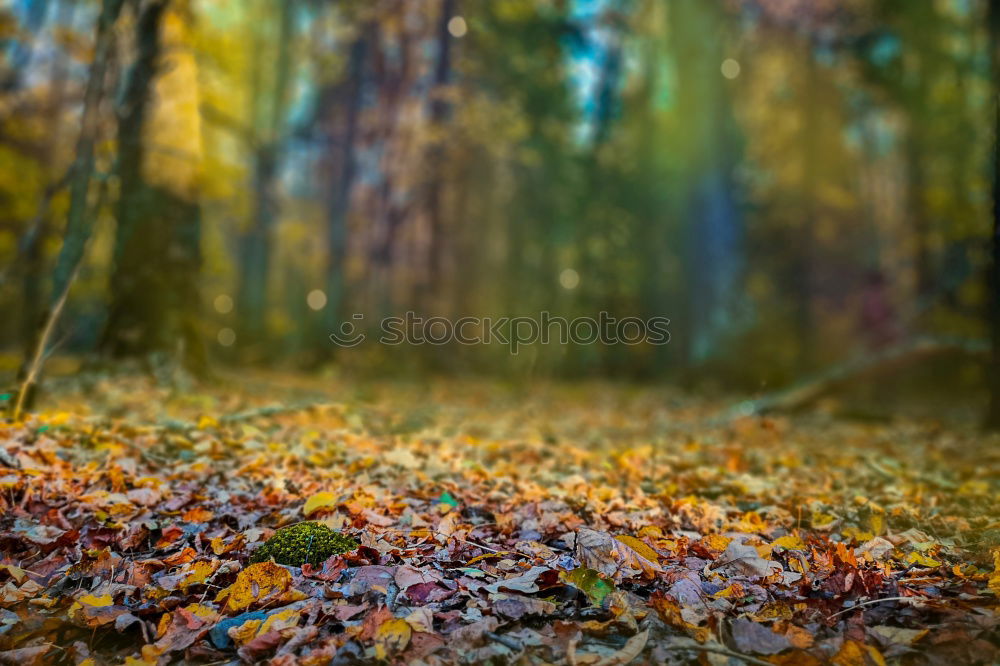 Similar – Image, Stock Photo lonely green Nature Plant