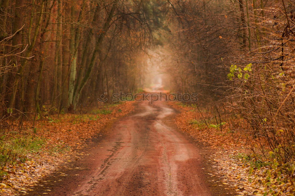 Similar – forest stage Environment