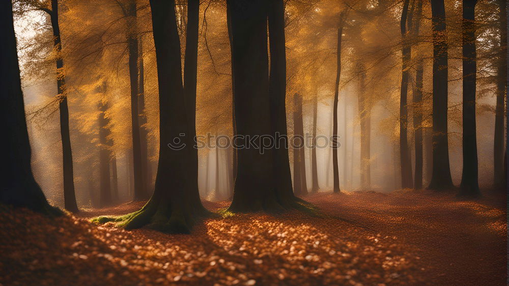 Similar – Rays of sunshine in the colorful autumn forest