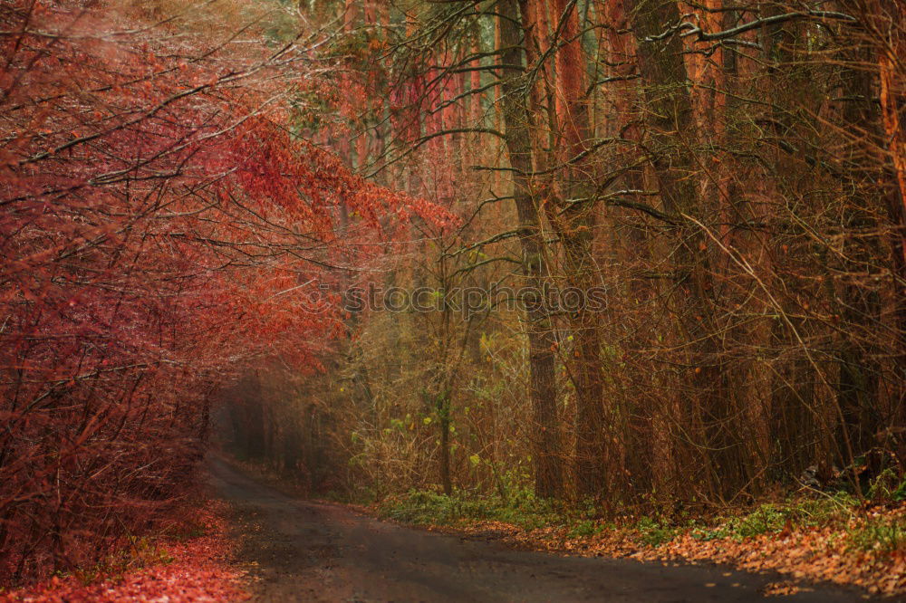 Similar – Image, Stock Photo Forest bathing in the spring forest