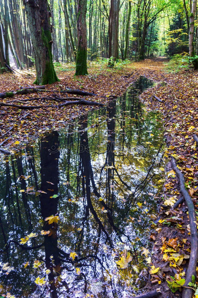 Similar – Foto Bild Gegenwind Wald Laubwald