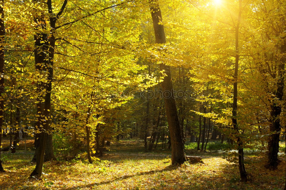 Similar – Foto Bild Waldweg Umwelt Natur