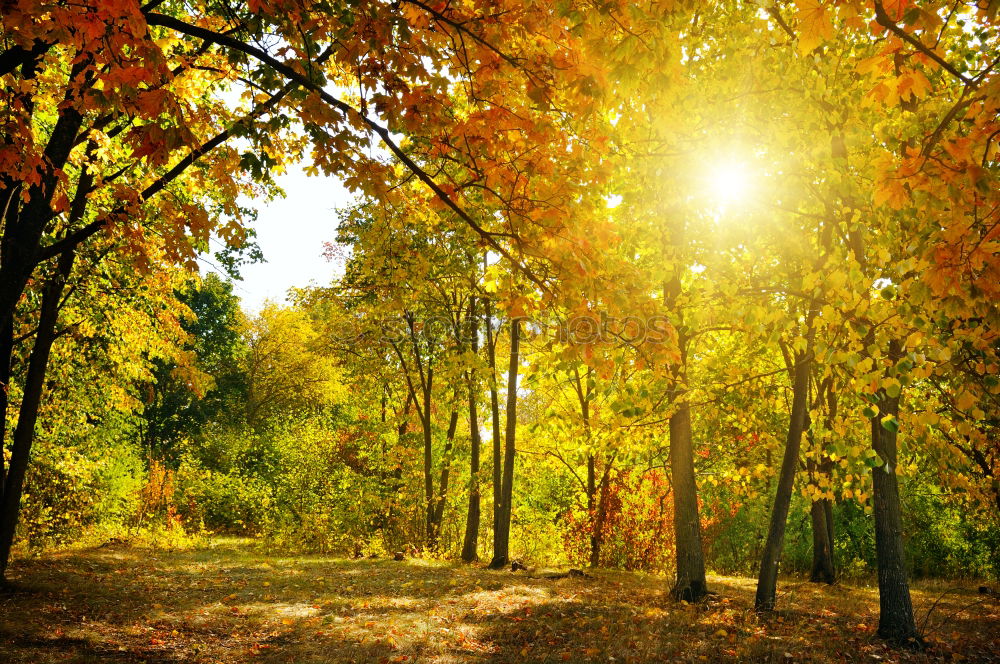 Similar – Image, Stock Photo autumn 1 Human being