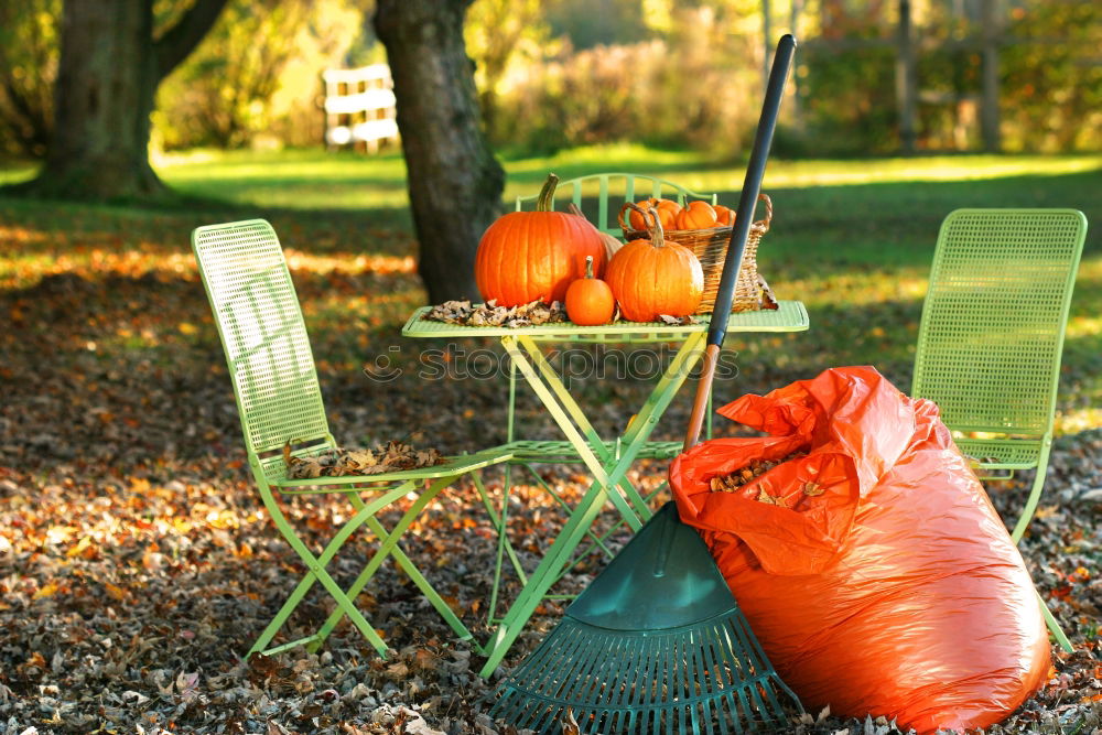 Similar – Image, Stock Photo Before winter Autumn Leaf