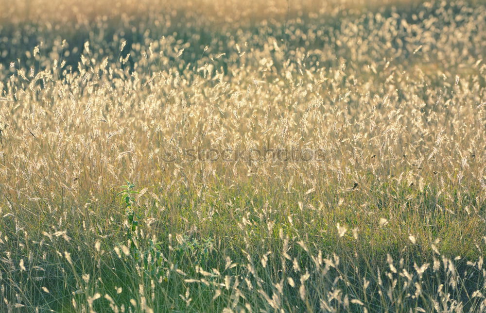 Similar – Foto Bild Sonnenblumen in Ciabot