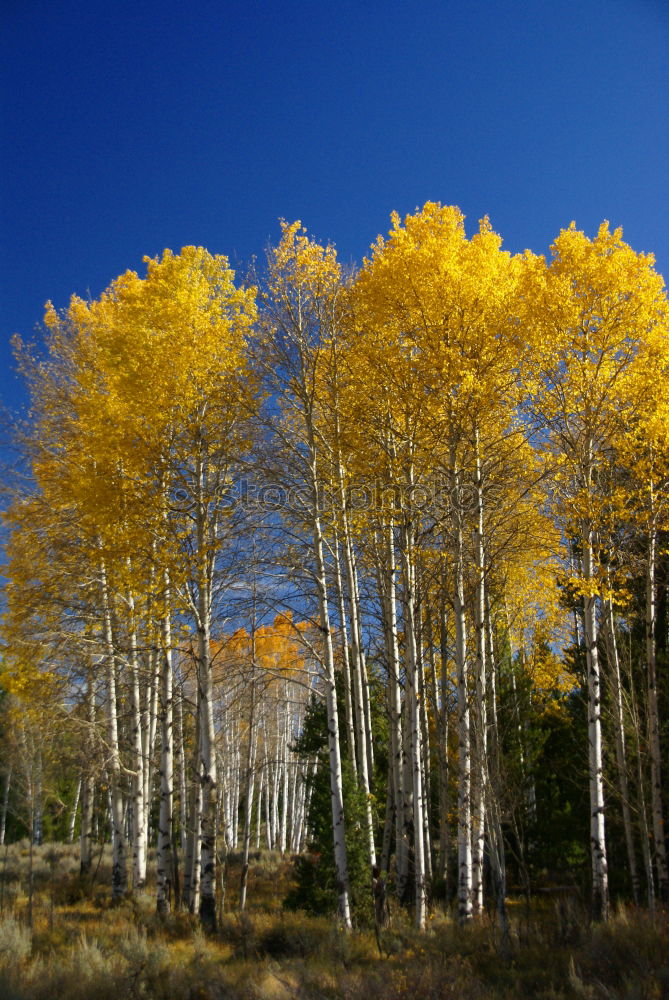 Similar – Image, Stock Photo Aspen in Fall Beautiful