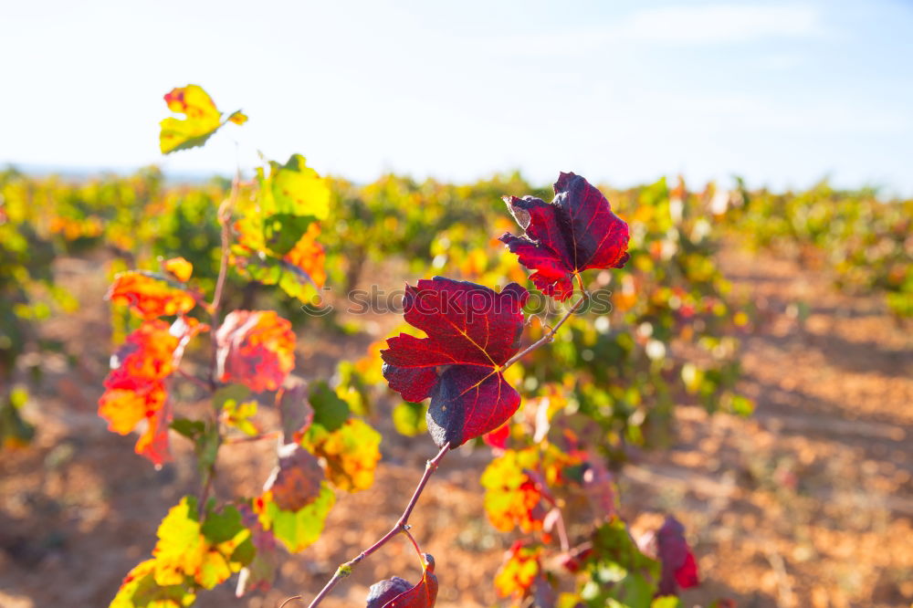 Similar – Image, Stock Photo Vineyards on sunset.