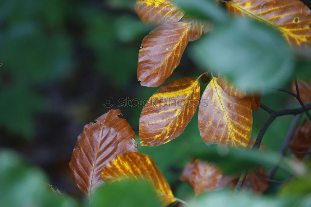 Similar – Autumnal orange shining lampion flower