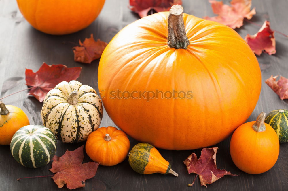 Pumpkin with colourful autumn leaves