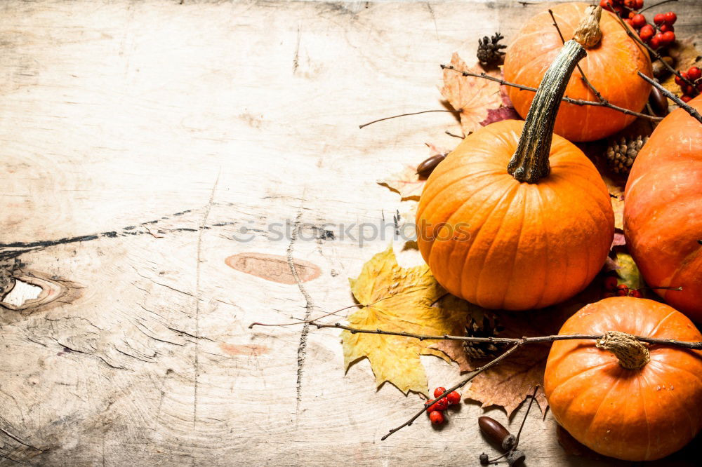 Image, Stock Photo Pumpkin season Food