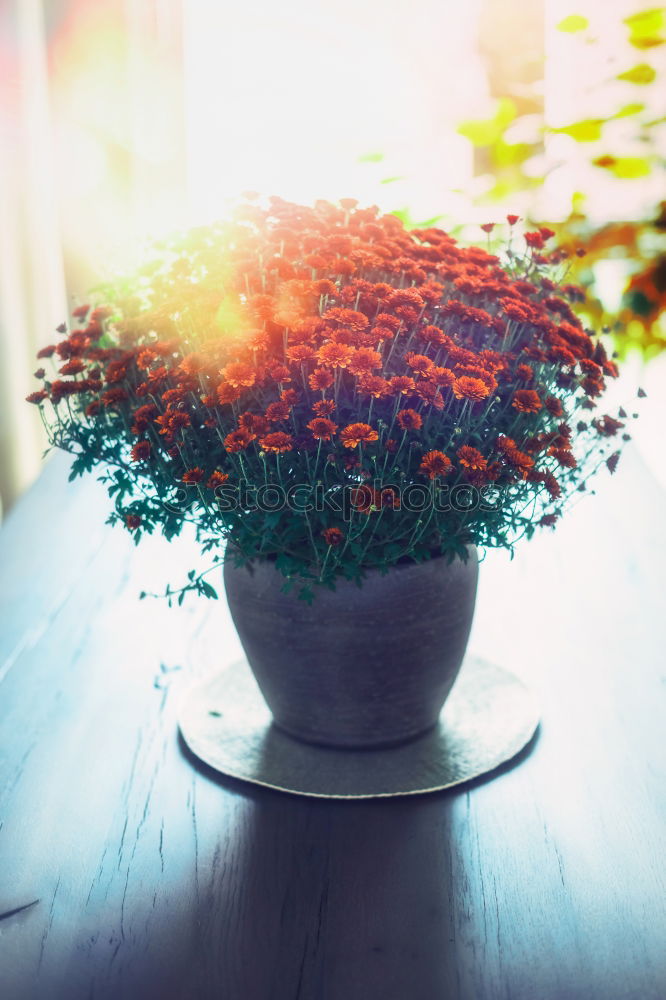 Flowers in a vase on the table