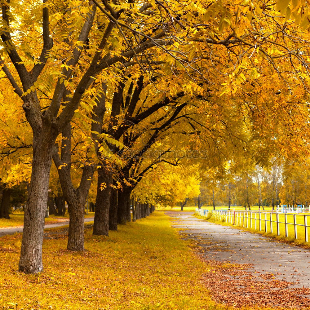 Similar – Autumn October colorful park