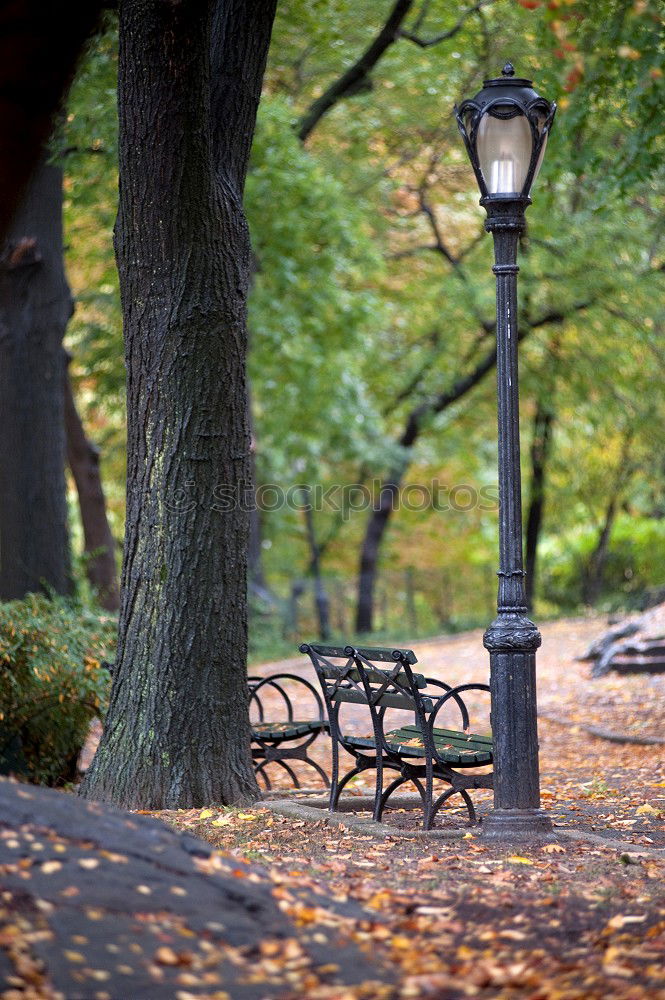 Similar – Image, Stock Photo autumn Nature Plant Autumn