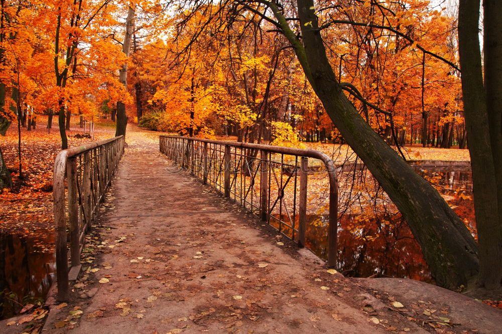 Similar – Image, Stock Photo trip hazard Rain Leaf