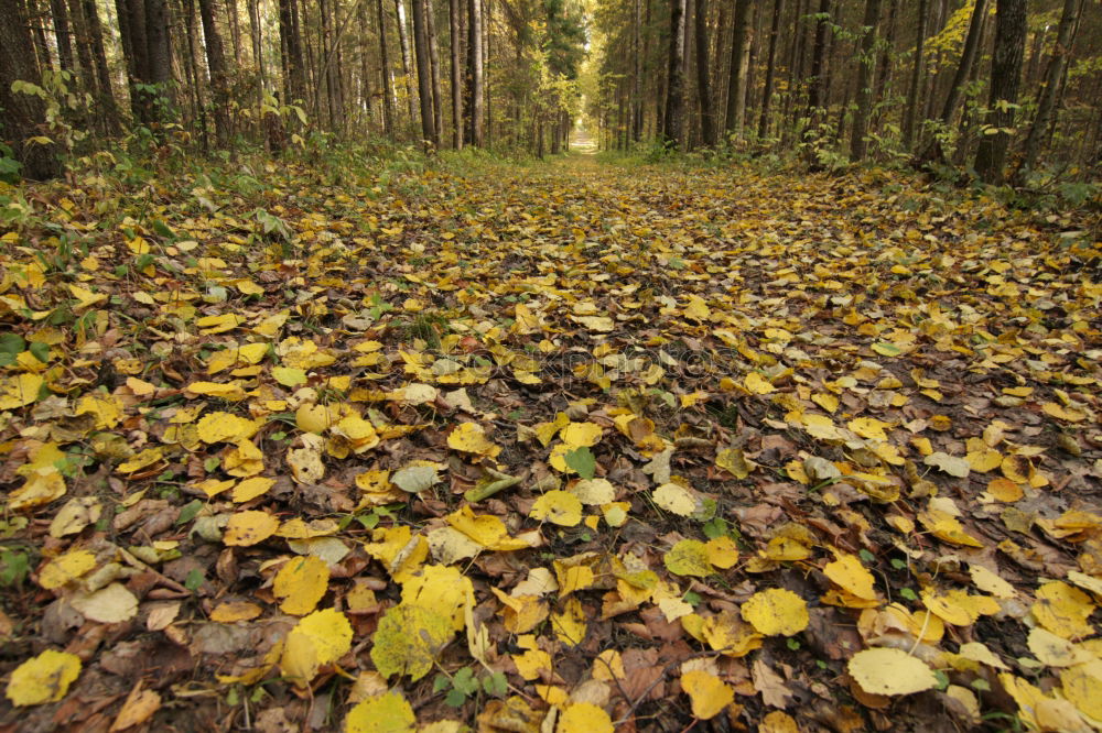 Similar – Waldszene Ausflug wandern