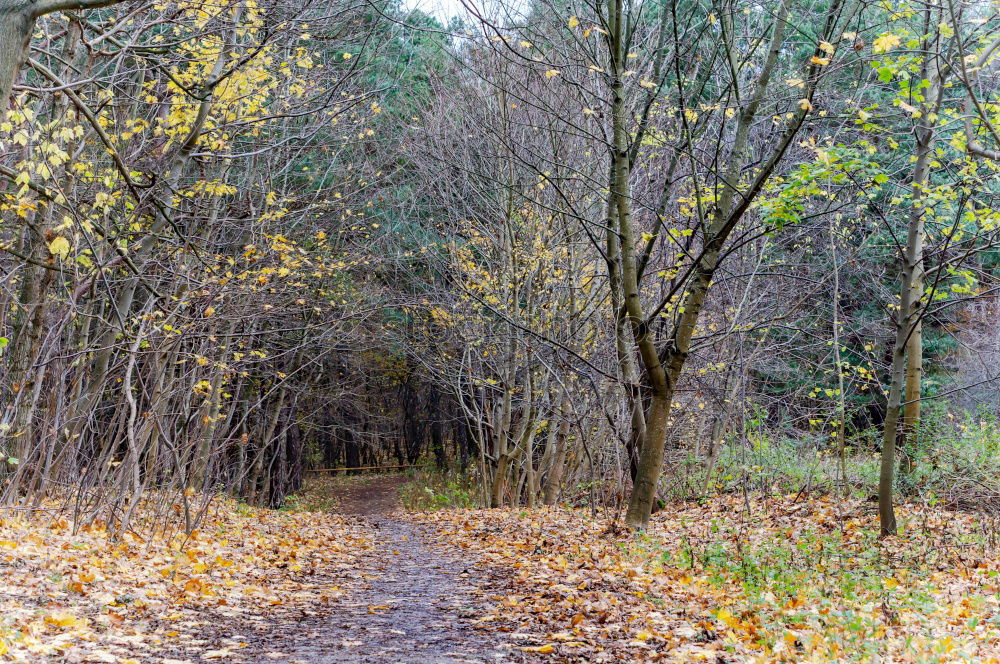 Similar – resting grove Environment