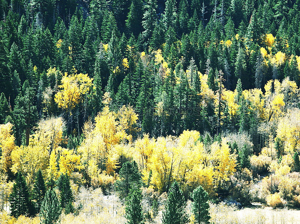 Similar – timberlines Landscape Tree