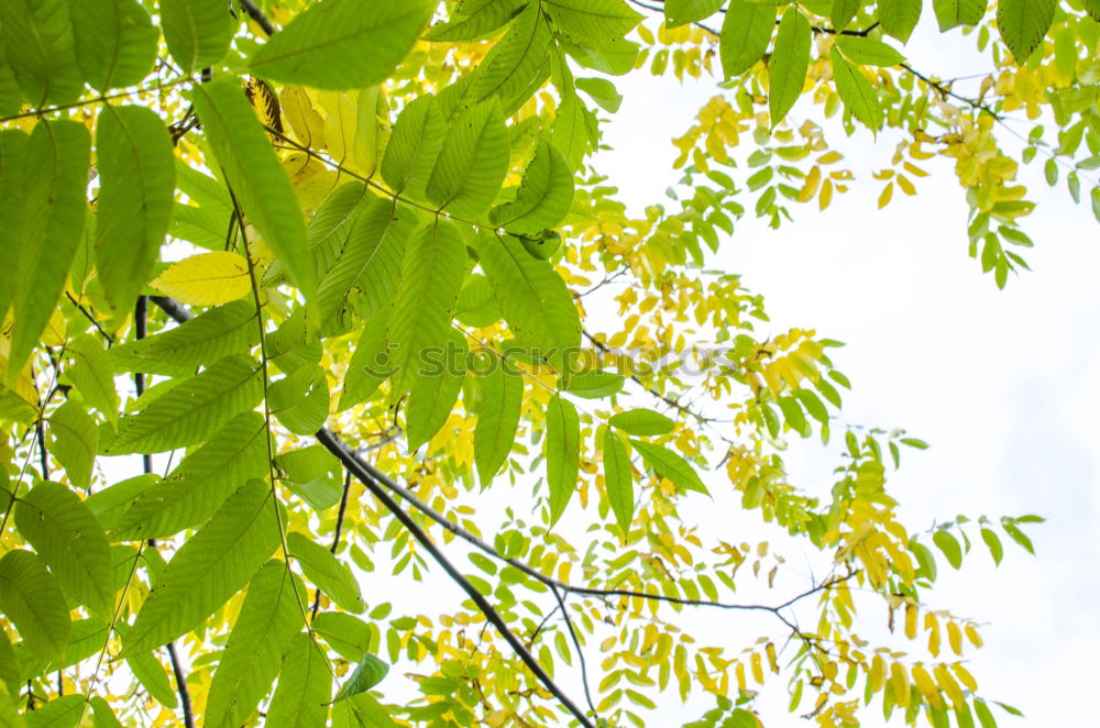 Similar – Image, Stock Photo Green as green _2 Leaf