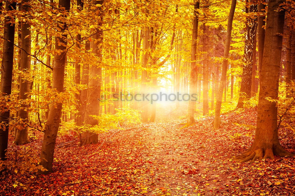 Similar – golden evening light in autumn