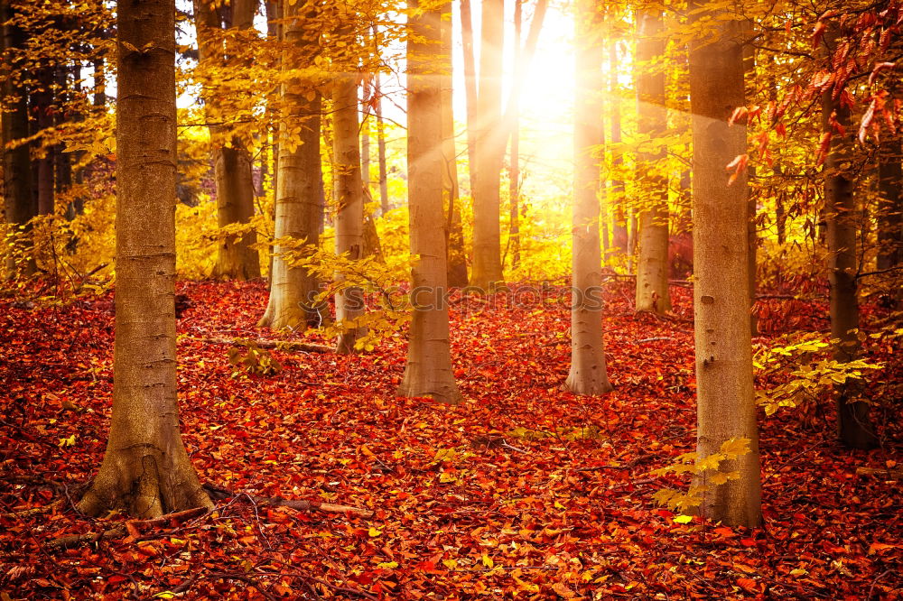 Similar – golden evening light in autumn